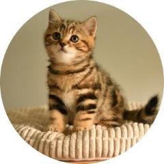 Pedigree British Shorthair Black Brown Classic Tabby Cat