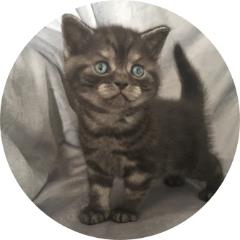 Pedigree British Shorthair Black Smoke Cat
