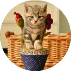 Pedigree British Shorthair Blue Silver Classic Tabby Cat