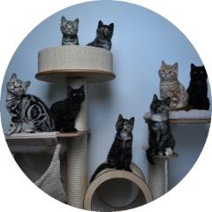 Pedigree British Shorthair Cat and Kitten