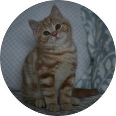 Pedigree British Shorthair Red Silver Classic Tabby Cat