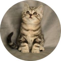 Pedigree British Shorthair Black Silver Classic Tabby Cat