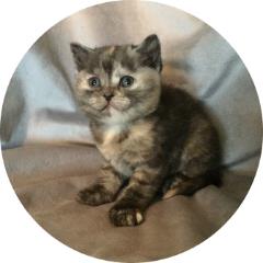 Pedigree British Shorthair Tortie Smoke Cat