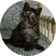 Pedigree British Shorthair Tortie Smoke Cat