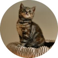 Pedigree British Shorthair Silver Tortie Tabby Cat